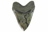 Serrated, Fossil Megalodon Tooth - South Carolina #129445-2